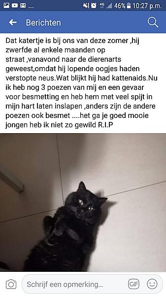 Kattenpraat
