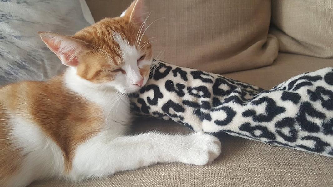 Kattenpraat