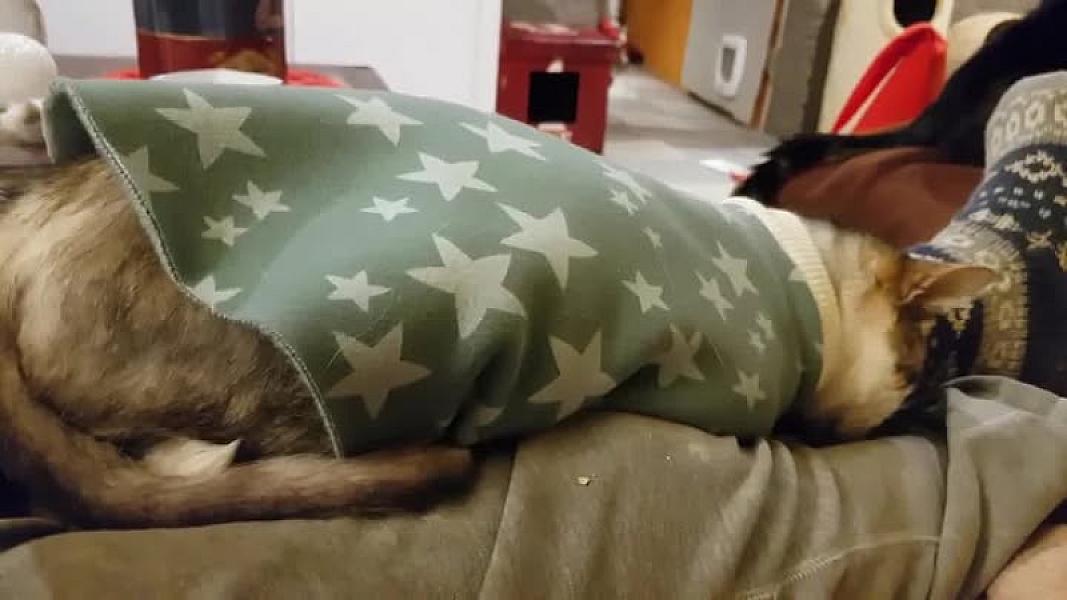 Kattenpraat