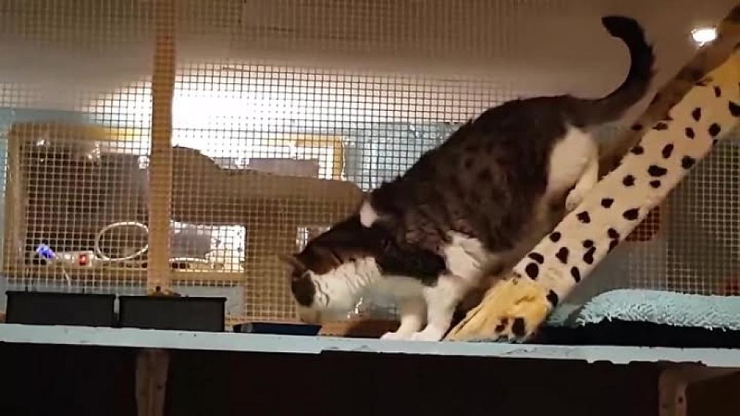 Kattenpraat