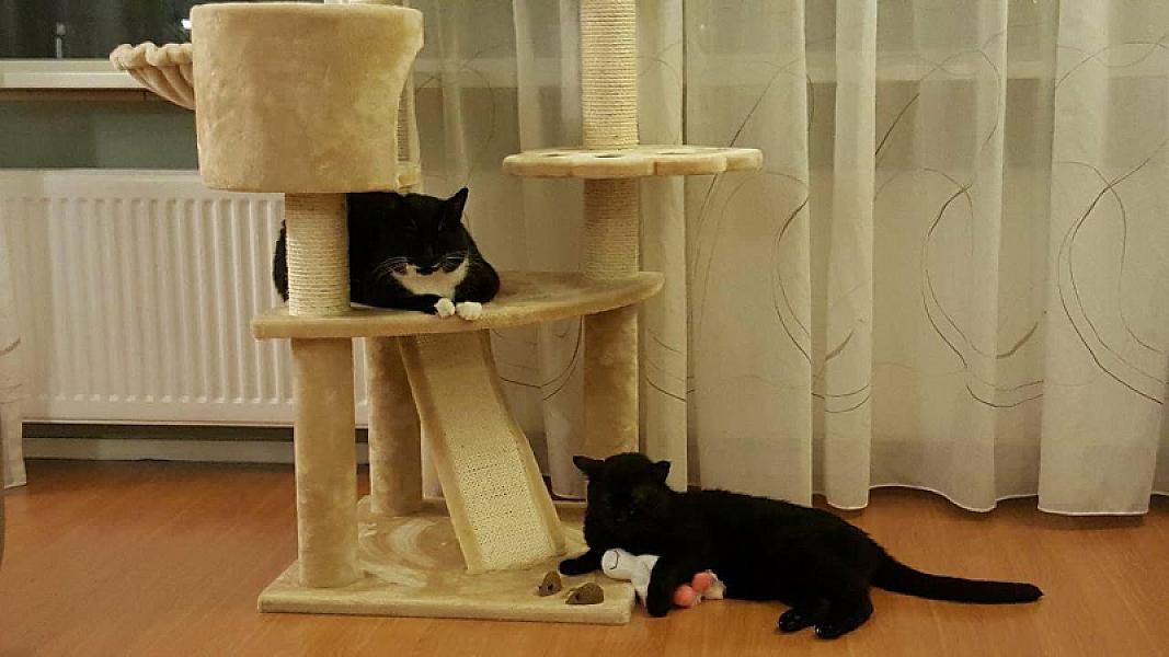 Kattenpraat