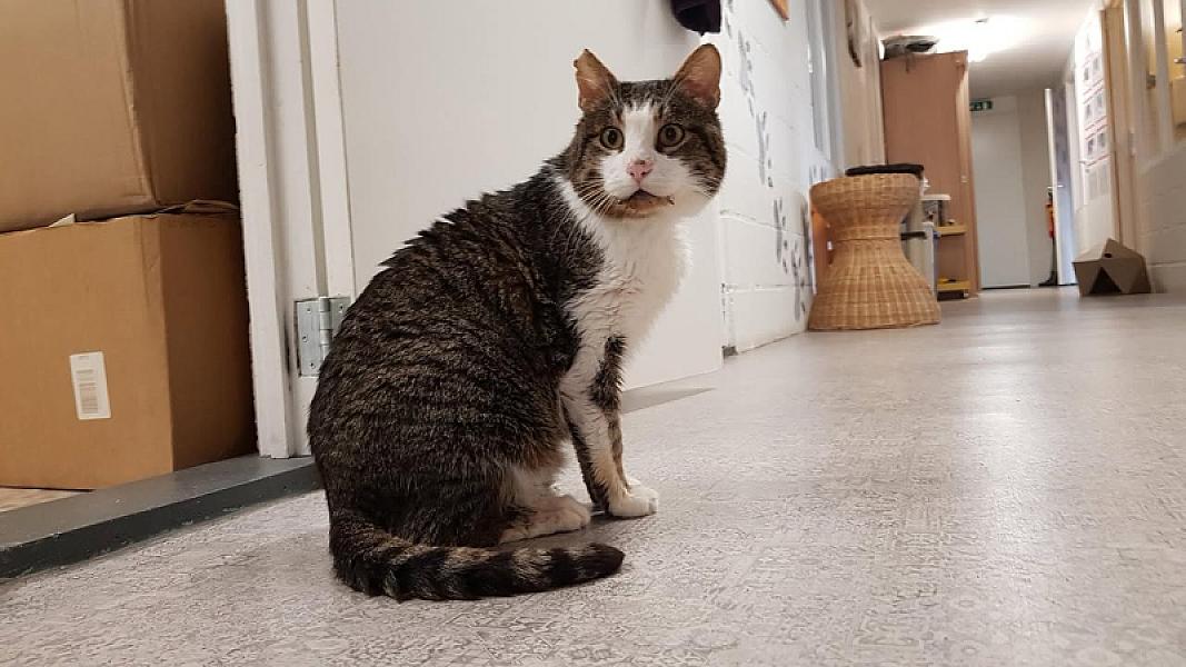 Kattenpraat