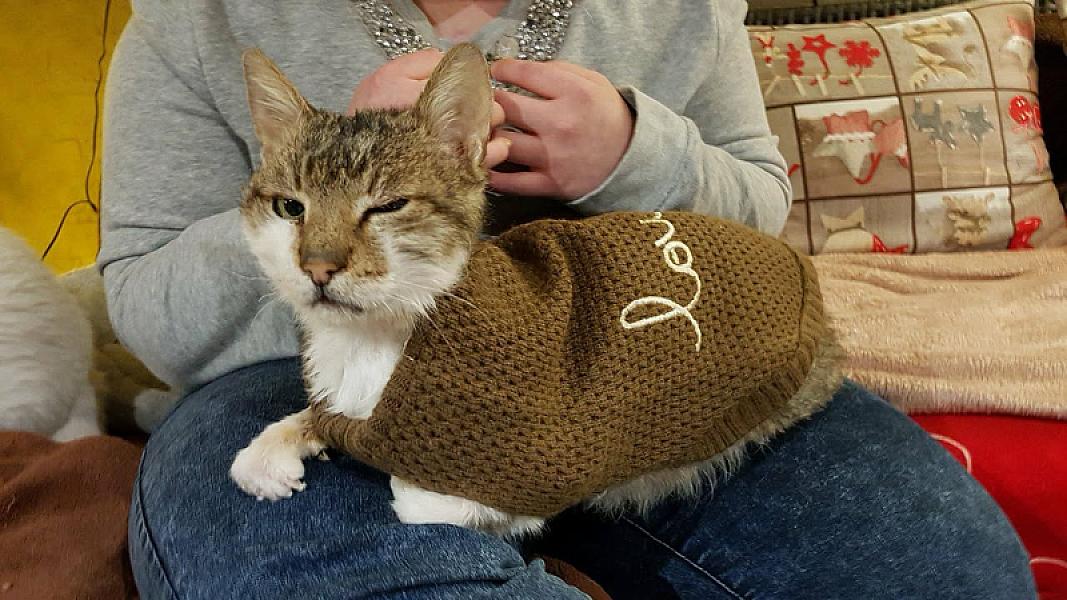 Kattenpraat