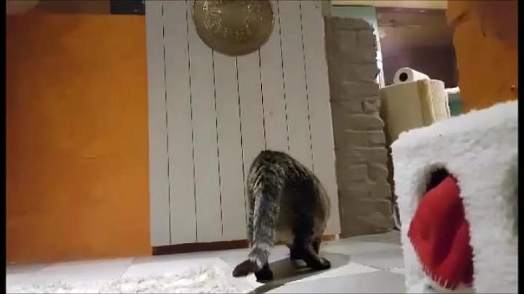 Kattenpraat