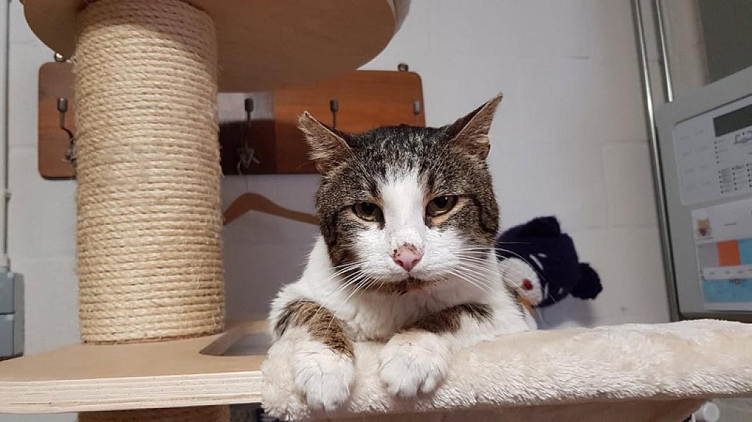 Kattenpraat