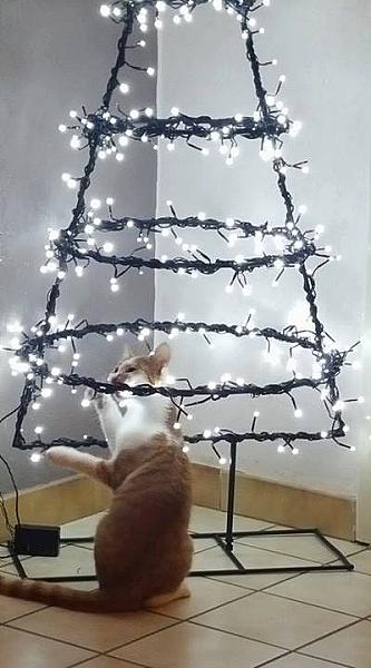 Kattenpraat