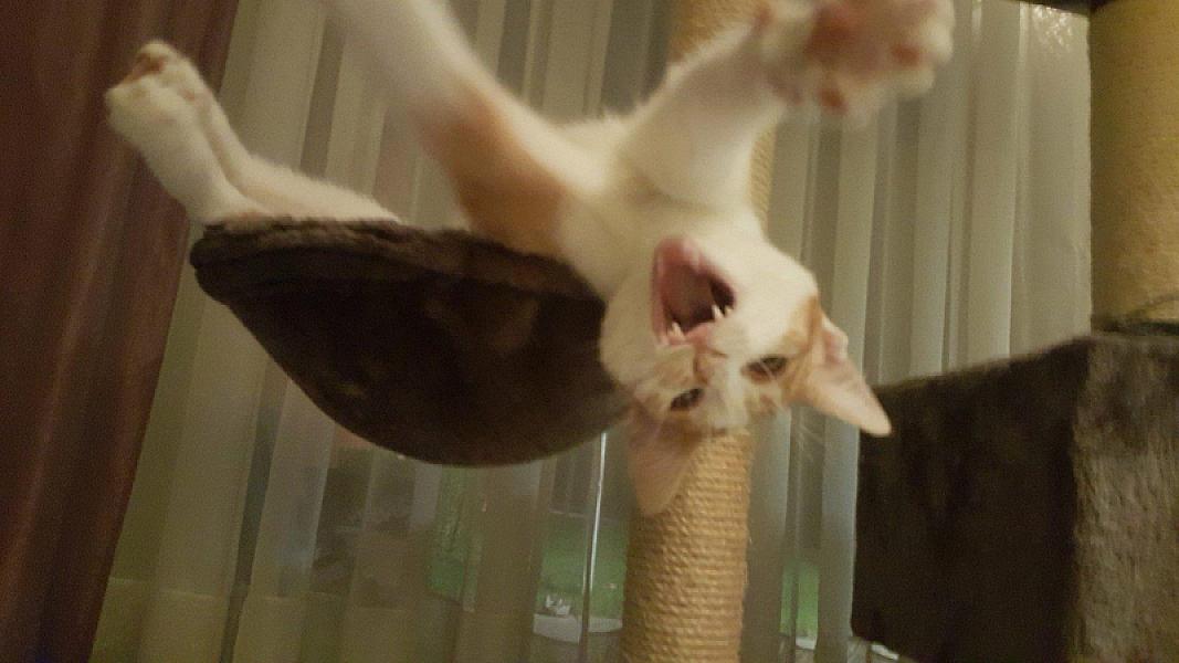 Kattenpraat