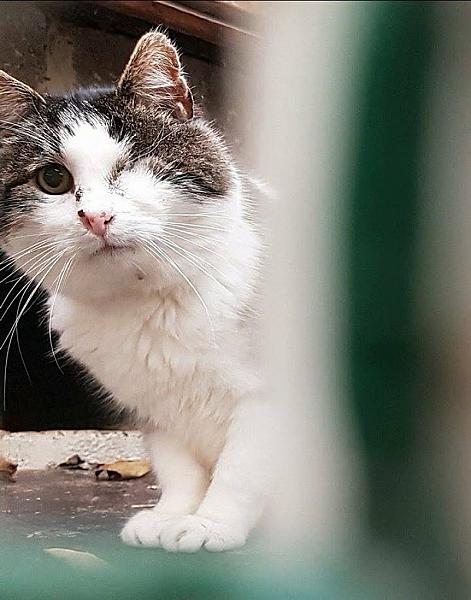 Kattenpraat