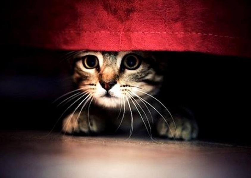 Kattenpraat