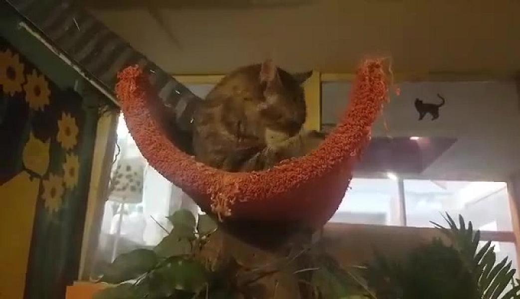 Kattenpraat
