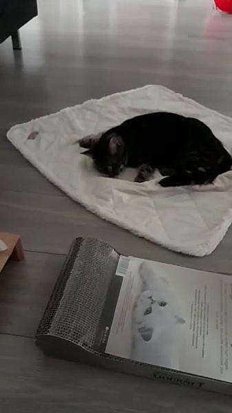 Kattenpraat
