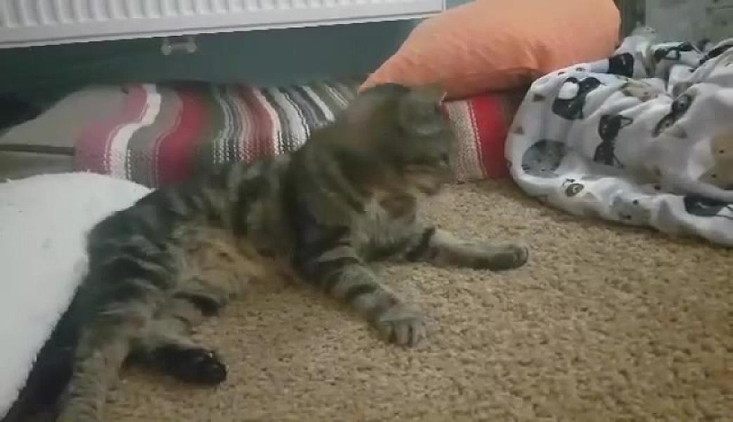 Kattenpraat