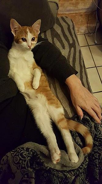 Kattenpraat