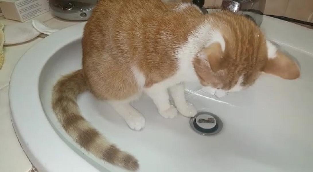 Kattenpraat