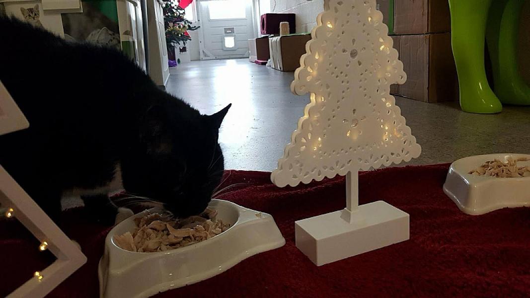 Kattenpraat