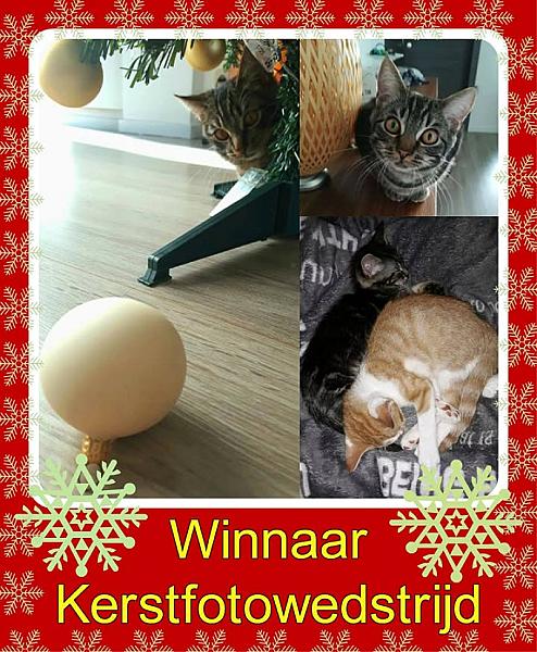 Kattenpraat