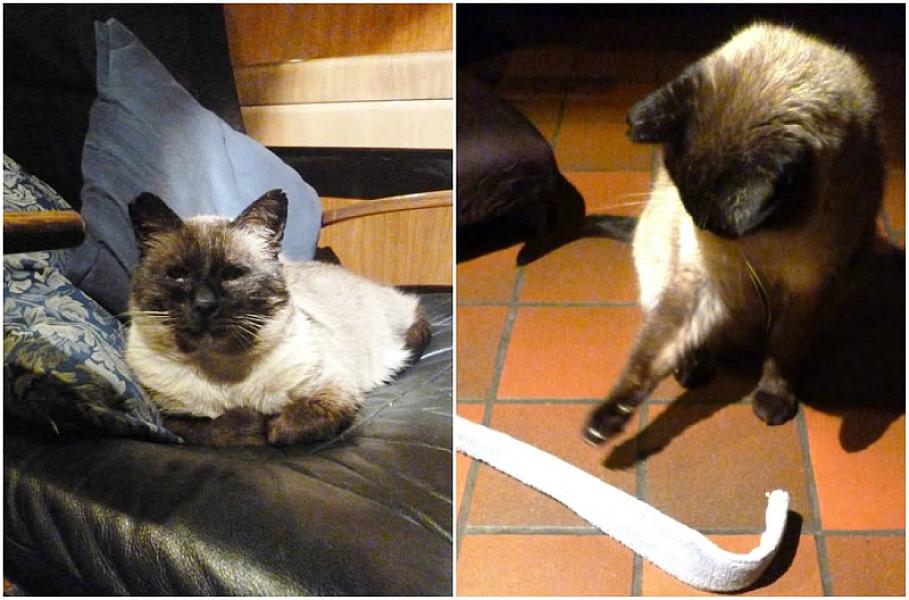 Kattenpraat