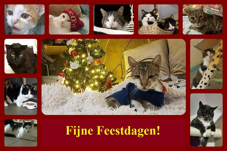 Kattenpraat