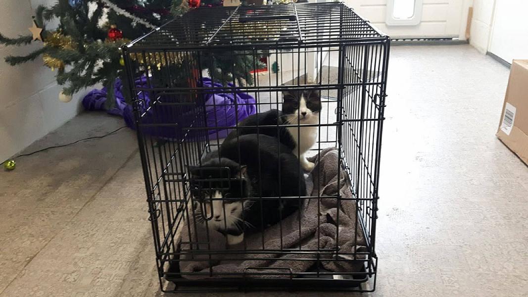 Kattenpraat