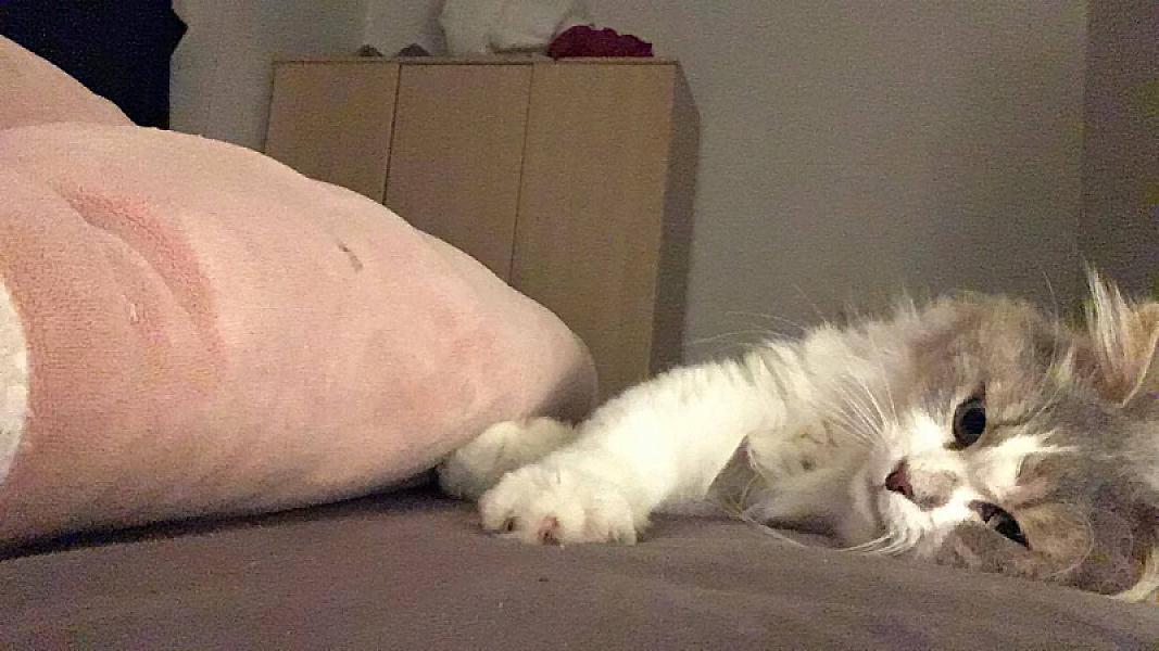 Kattenpraat