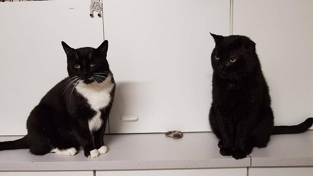 Kattenpraat