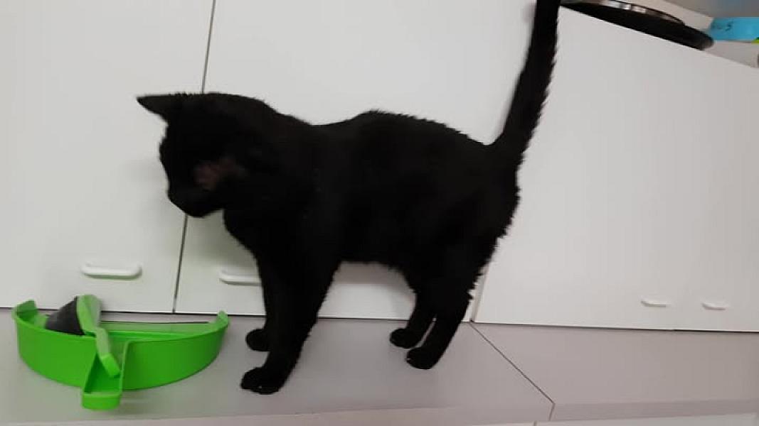 Kattenpraat