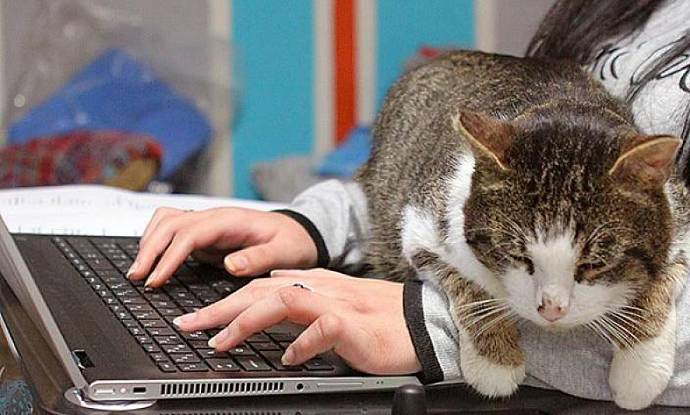 Kattenpraat
