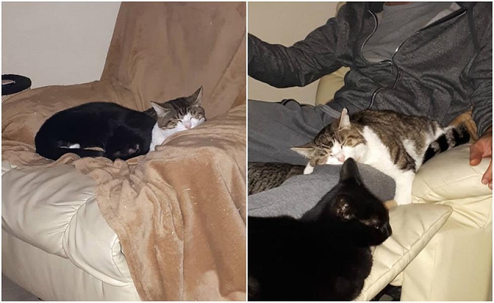 Kattenpraat