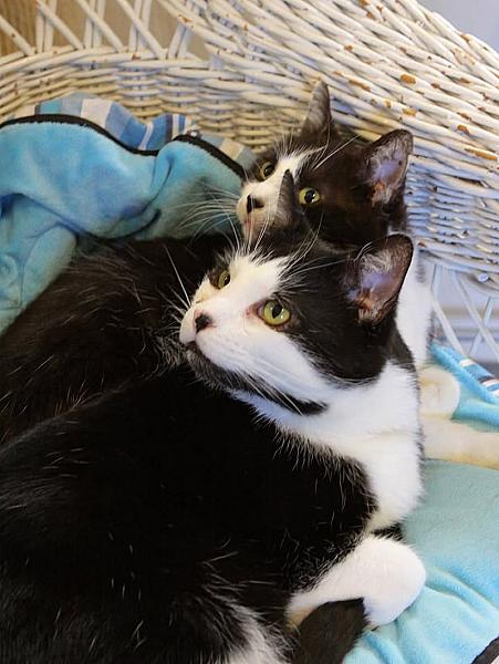 Kattenpraat