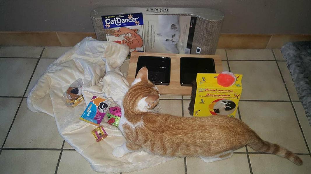 Kattenpraat