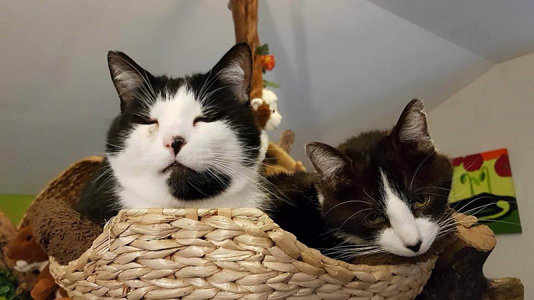 Kattenpraat