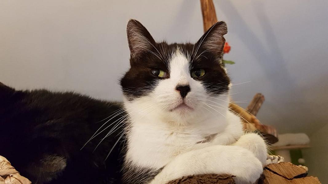 Kattenpraat