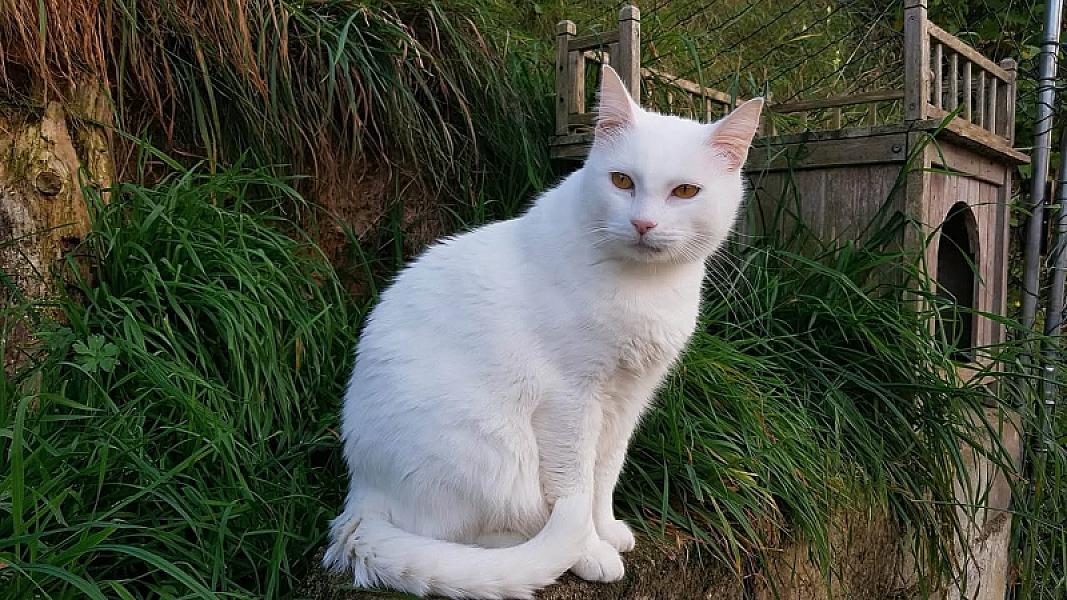 Kattenpraat