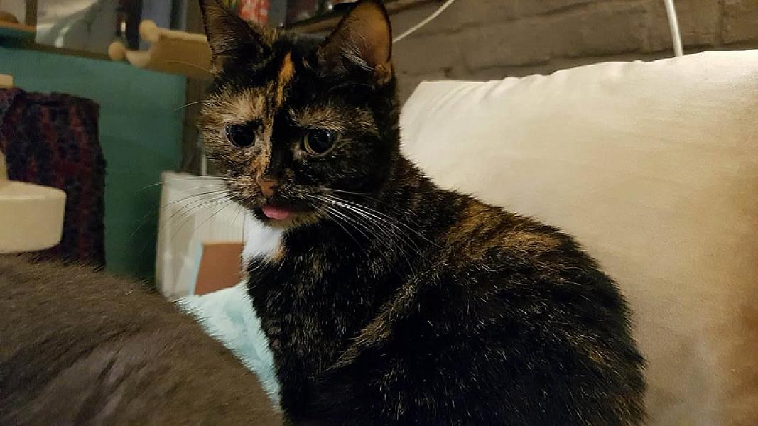 Kattenpraat