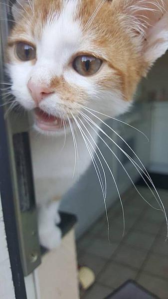 Kattenpraat