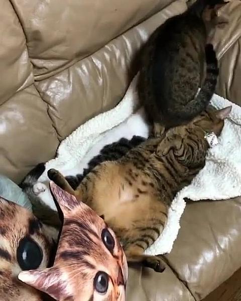 Kattenpraat