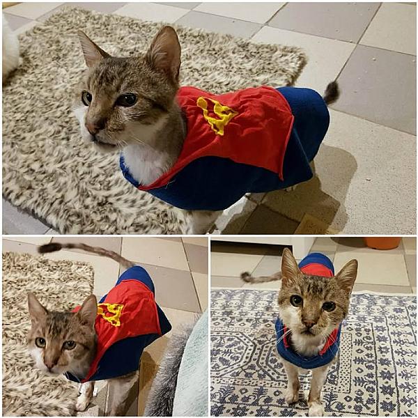 Kattenpraat