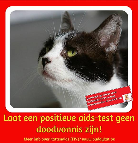 Kattenpraat