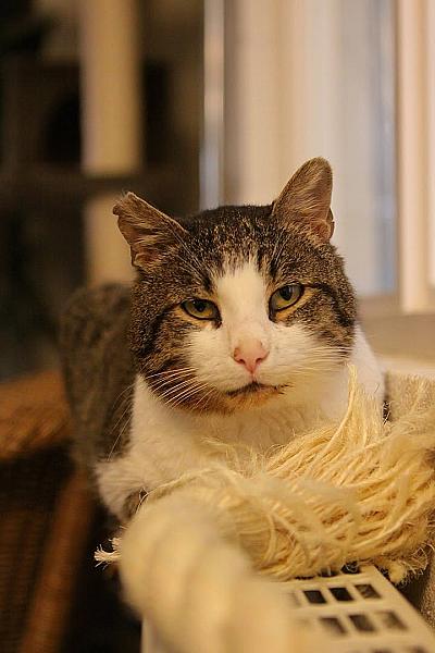 Kattenpraat