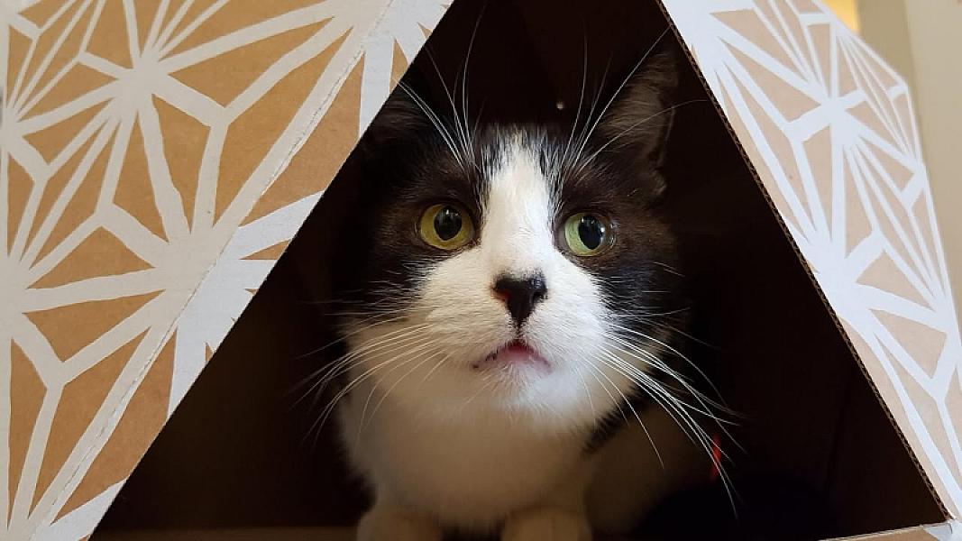 Kattenpraat
