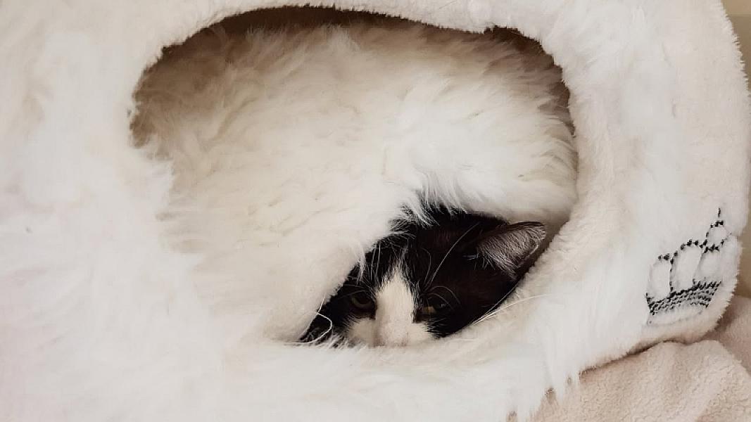Kattenpraat