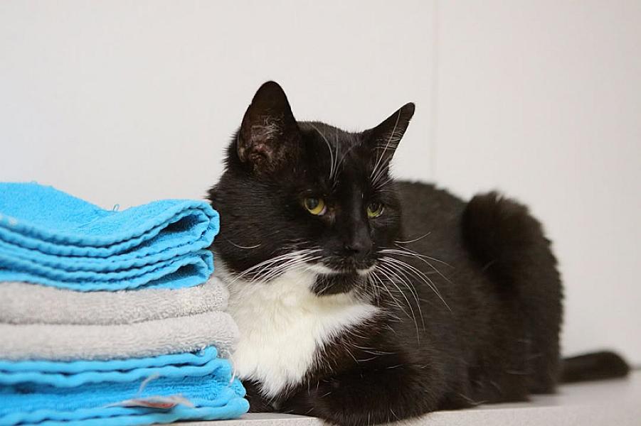 Kattenpraat