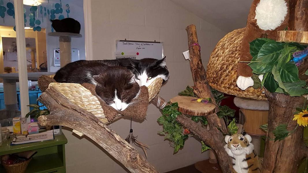 Kattenpraat
