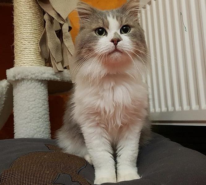 Kattenpraat