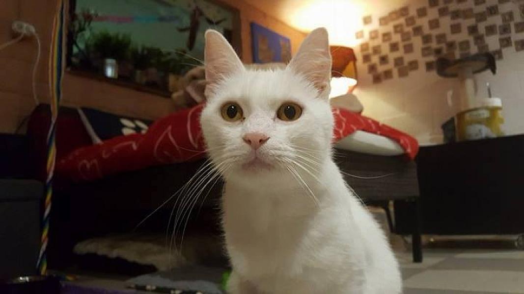 Kattenpraat