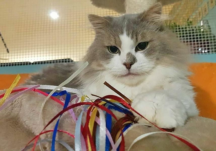 Kattenpraat