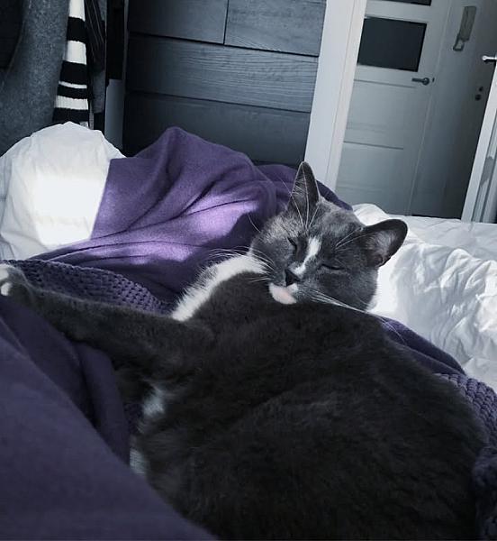 Kattenpraat