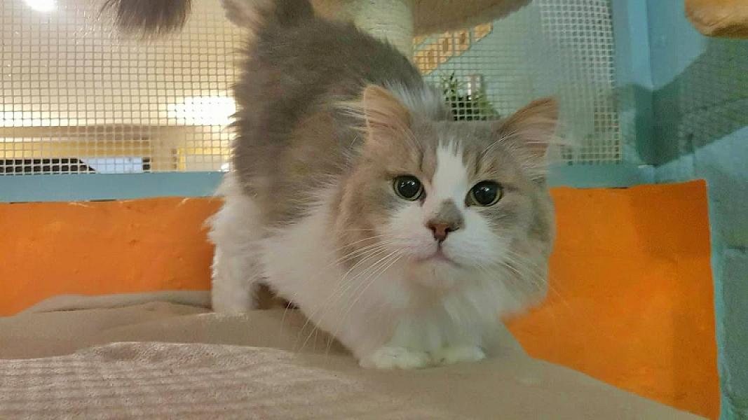 Kattenpraat