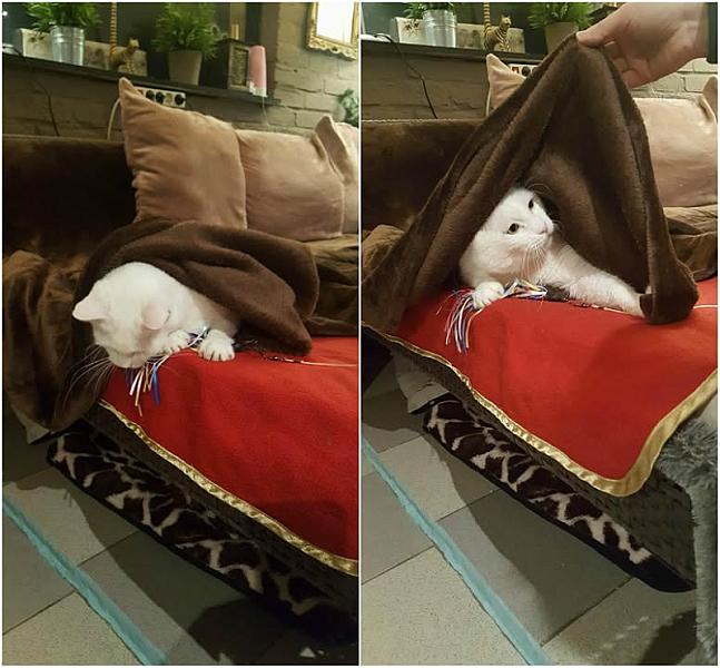 Kattenpraat