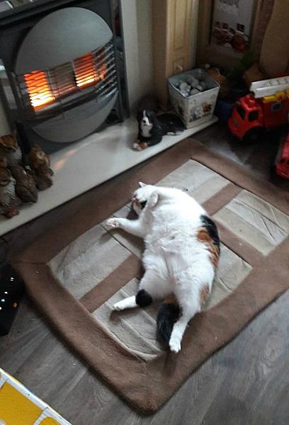 Kattenpraat